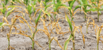 'We're talking about enough food for hundreds of millions of people': Why are crops suddenly failing in different parts of the world?